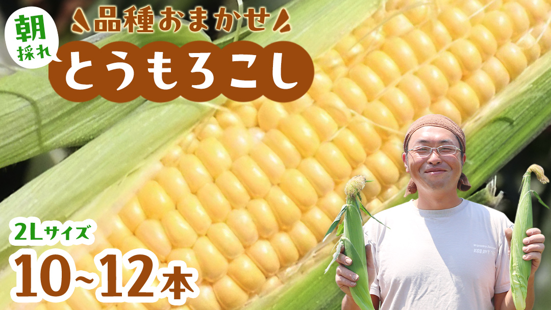 朝採れ とうもろこし 10本 ～ 12本 約4kg 2Lサイズ以上  ( 2025年6月下旬から発送開始 )  茨城県 桜川市産 農家直送 朝採り 新鮮 甘い 野菜 おおもの ゴールドラッシュ ゴールドラッシュネオ ゴールデンタイム サニーショコラ  JGAP [DD001sa]