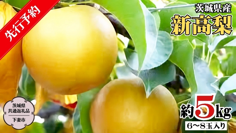 【 先行予約 】 茨城県産 新高 梨 5kg 6玉～8玉入り  (茨城県共通返礼品／下妻市）   ( 2024年9月上旬発送開始 )  梨 数量限定 なし ナシ フルーツ 果物 旬 [DF004sa]