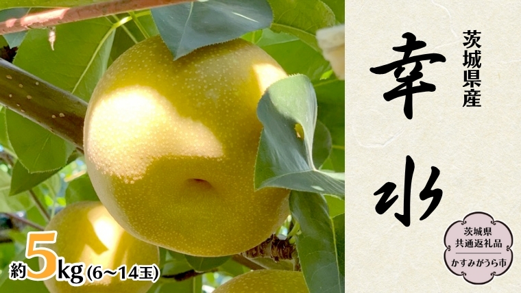 【 先行予約 】 茨城県産 梨 幸水 約5kg 6玉～14玉 (茨城県共通返礼品 かすみがうら市) (2025年8月上旬発送開始) 産地直送 久保田果樹園 フルーツ 甘い 直送 茨城 限定 ギフト 梨 幸水 こうすい 果物 [DH001sa]