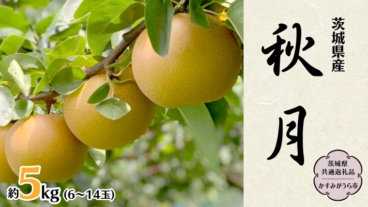 【 先行予約 】 茨城県産 梨 秋月 約5kg 6玉～14玉 (茨城県共通返礼品 かすみがうら市) (2025年9月中旬発送開始) 産地直送 久保田果樹園 フルーツ 甘い 直送 茨城 限定 ギフト 梨 秋月 あきづき 果物 [DH004sa]