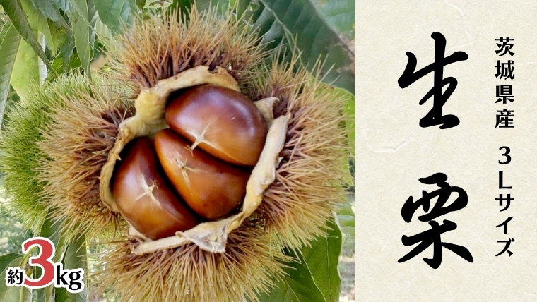 無燻蒸 生栗 3L サイズ 約 3kg [DH014sa]