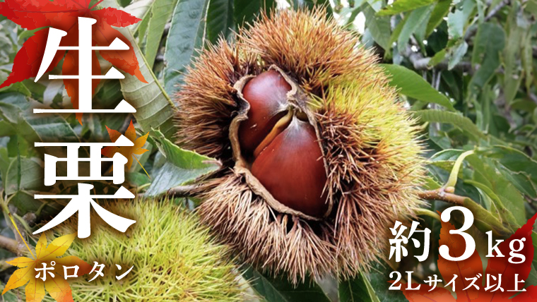 【先行予約】 ポロタン 生栗 2Lサイズ 以上 約3kg （2025年9月中旬発送開始） ぽろたん 茨城県産 産地直送 久保田果樹園 茨城 栗 くり 季節 秋 旬 直送 [DH017sa]
