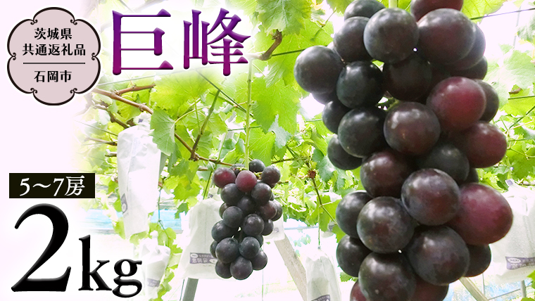 【 2025年8月下旬発送開始 】  巨峰 約2kg (茨城県共通返礼品 石岡市） 開田ぶどう園 産地直送 フルーツ 甘い 直送 茨城 限定 ぶどう 巨峰 果物 [DO002sa]