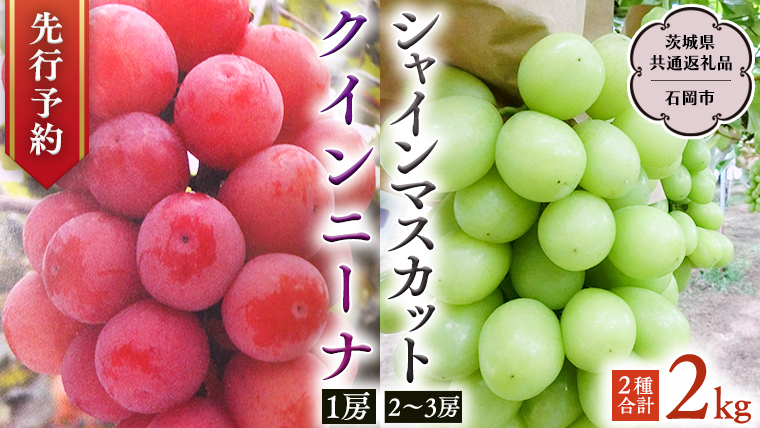 【 2025年9月上旬発送開始 】 クインニーナ ＆ シャインマスカット 詰め合わせ 約2kg (茨城県共通返礼品 石岡市） 開田ぶどう園 産地直送 フルーツ 甘い 直送 茨城 限定 ギフト ぶどう クインニーナ シャインマスカット 果物 [DO008sa]