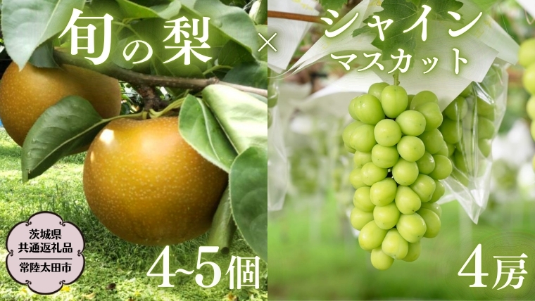 【2026年9月上旬発送開始】 茨城県産 「 シャインマスカット ４房 」と「旬の 梨 」 詰め合わせ 約 5kg 【茨城県共通返礼品／常陸太田市】 桧山果樹園 農家直送 桧山果樹園 農家直送 フルーツ 甘い 直送 茨城 限定 ギフト ぶどう シャインマスカット 旬 梨 秀玉 恵水 秋月 詰め合わせ 食べ比べ 果物 [DU014sa]