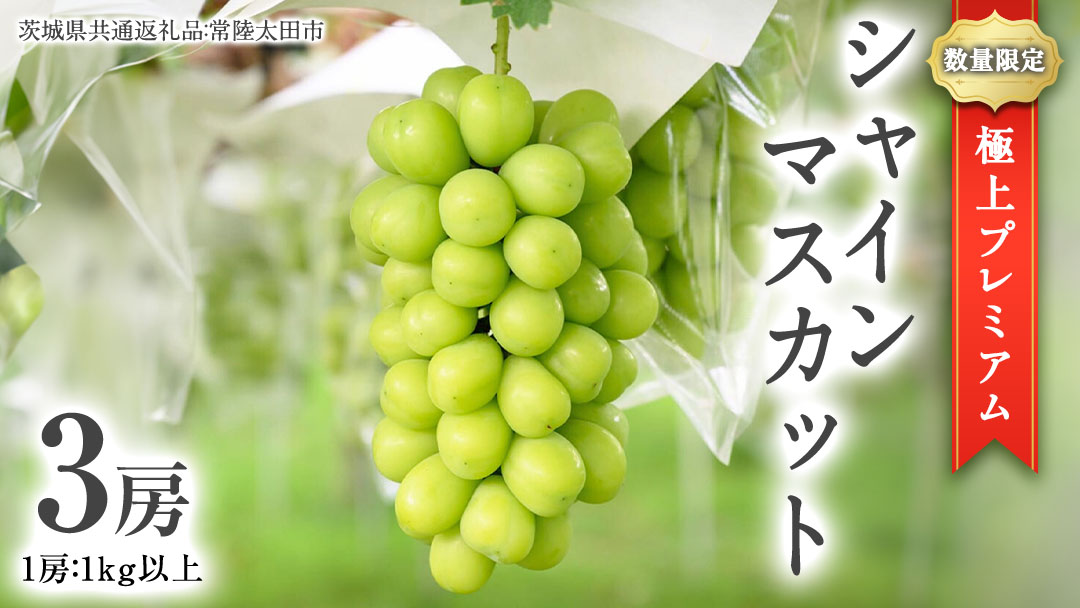 【2026年9月中旬発送開始】極上 プレミアム シャインマスカット ３房 ( １房 1kg 以上) 数量限定 【茨城県共通返礼品／常陸太田市】 桧山果樹園 農家直送 桧山果樹園 農家直送 フルーツ 甘い 直送 茨城 限定 ギフト ぶどう シャインマスカット 旬 贈答 果物 [DU017sa]
