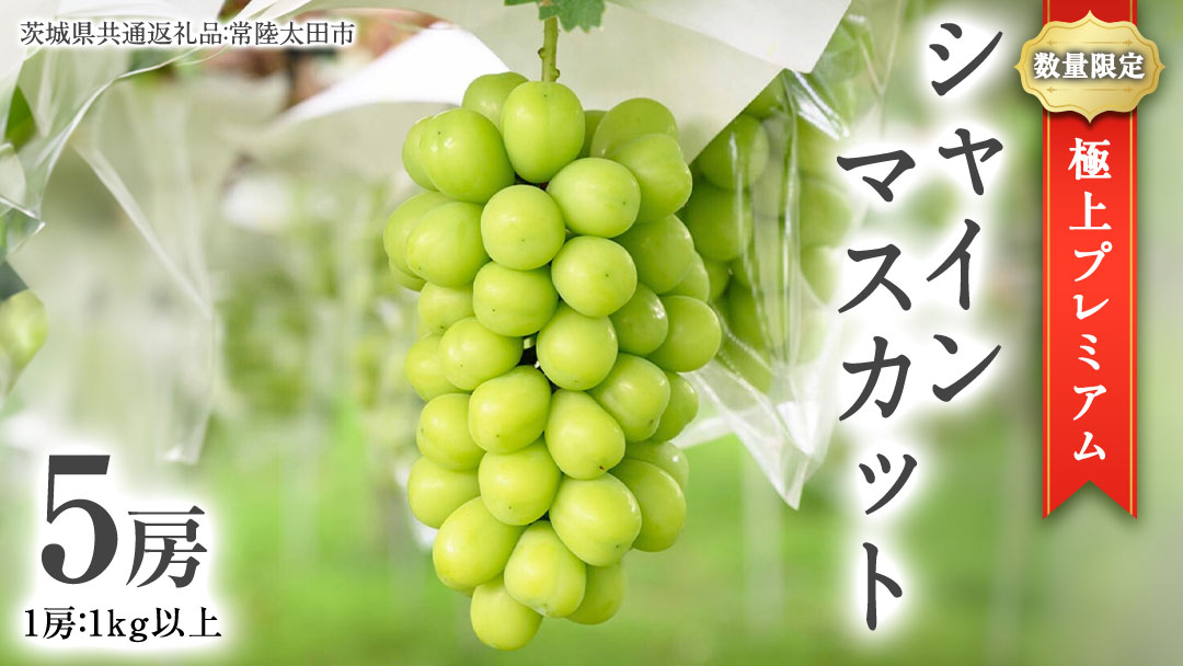 【2026年9月中旬発送開始】 極上 プレミアム シャインマスカット ５房 ( １房 1kg 以上) 数量限定 【茨城県共通返礼品／常陸太田市】 桧山果樹園 農家直送 桧山果樹園 農家直送 フルーツ 甘い 直送 茨城 限定 ギフト ぶどう シャインマスカット 旬 贈答 果物 [DU018sa]