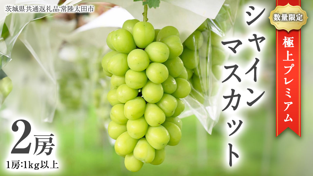 【2026年9月中旬発送開始】 極上 プレミアム シャインマスカット ２房 ( １房 1kg 以上) 数量限定 【茨城県共通返礼品／常陸太田市】先行予約 マスカット 特大 贈答用 ギフト プレゼント フルーツ くだもの 果物  果実 ぶどう ブドウ 葡萄 茨城県[DU023sa]	