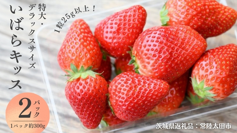 【 2026年 先行予約 】 いばらキッス ( 約300g × 2パック ) 特大 ・ デラックスサイズ （茨城県共通返礼品／常陸太田市） 茨城県品種 2026年1月から発送開始 フルーツ 苺 イチゴ いちご 新鮮 朝採れ 茨城県 桧山FRUITFARM [DY020sa]