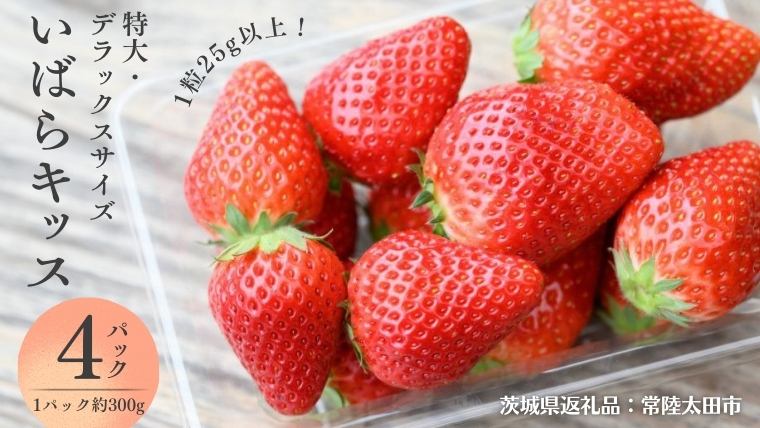 【 2026年 先行予約 】 いばらキッス ( 約300g × 4パック ) 特大 ・ デラックスサイズ （茨城県共通返礼品／常陸太田市） 茨城県品種 2026年1月から発送開始 フルーツ 苺 イチゴ いちご 新鮮 朝採れ 茨城県 桧山FRUITFARM [DY021sa]