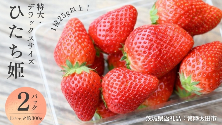 【 2025年1月以降発送 】 ひたち姫 ( 約300g × 2パック ) 特大 ・ デラックスサイズ （茨城県共通返礼品／常陸太田市） フルーツ 苺 イチゴ いちご 新鮮 朝採れ 茨城県 桧山FRUITFARM [DY022sa]