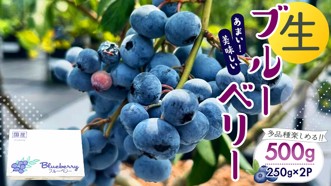 茨城県産 生 ブルーベリー 合計 500g (250g×2P) 多品種 果実 果物 くだもの フルーツ おやつ ブルーベリー ベリー ジャム 小分け[DZ001sa]