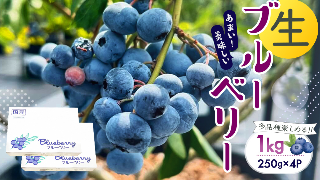茨城県産 生 ブルーベリー 合計 1kg (250g×4P) 多品種 果実 果物 くだもの フルーツ おやつ ブルーベリー ベリー ジャム 小分け[DZ002sa]