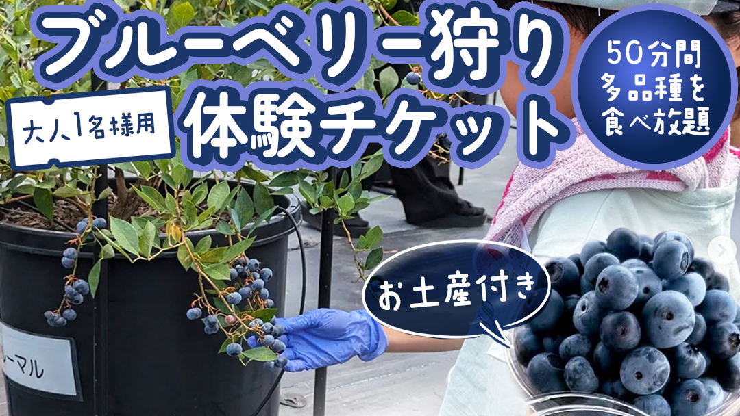 【寄附受付は2025年7月29日まで】 ブルーベリー狩り 体験チケット 《大人１名様プラン お土産付き》 ブルーベリー ベリー 食べ比べ 食べ放題 収穫 収穫体験 体験 チケット 招待券 レジャー 観光 旅行 ふれあい お土産 おみやげ 持ち帰り テイクアウト 多品種 果実 果物 くだもの フルーツ 自然体験 農業体験 茨城県 桜川市 [DZ006sa]