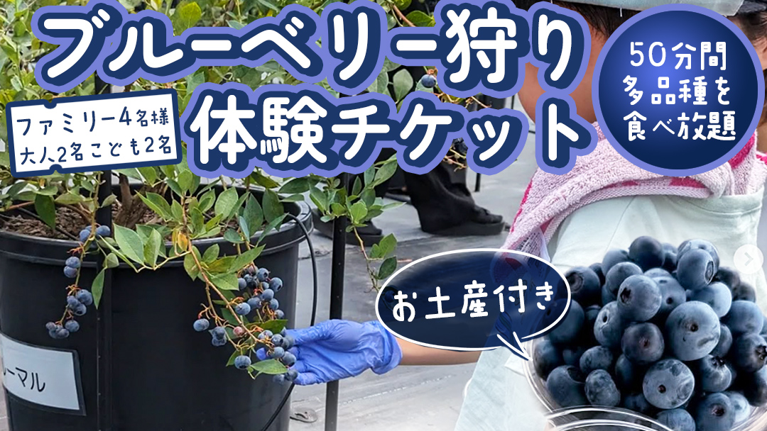 ブルーベリー狩り 体験チケット 《ファミリー４名様プラン お土産付き》 ブルーベリー ベリー 食べ比べ 食べ放題 収穫 収穫体験 体験 チケット 招待券 レジャー 観光 旅行 ファミリー ふれあい お土産 おみやげ 持ち帰り テイクアウト 多品種 果実 果物 くだもの フルーツ 自然体験 農業体験 茨城県 桜川市 [DZ010sa]