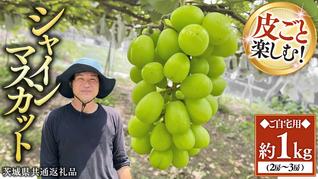 【先行予約】シャインマスカット 約1kg (茨城県共通返礼品/かすみがうら市)マスカット 葡萄 ぶどう ブドウ 歯ごたえ 甘み 香り 鈴木農園 [ED005sa]