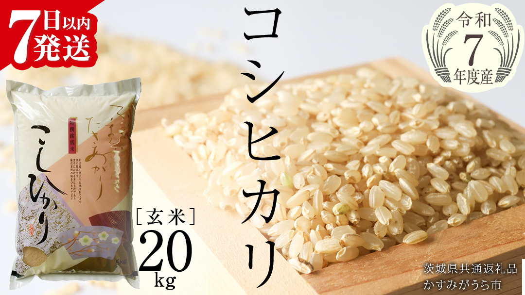 ＼ 最短7営業日以内に発送 ／【令和7年産】コシヒカリ 玄米 20kg（5kg×4袋）（茨城県共通返礼品 かすみがうら市）スピード発送 早い 米 ごはん もっちり 甘い コメ お米 玄米 銘柄米[EX027sa]