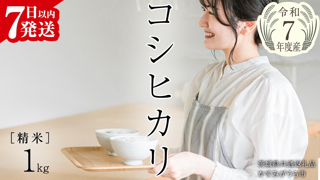 【 令和7年産 】 コシヒカリ 精米 1kg (茨城県共通返礼品 かすみがうら市) スピード発送 早い 新米 米 ごはん もっちり 甘い コメ お米 白米 銘柄米 5000 [EX029sa]