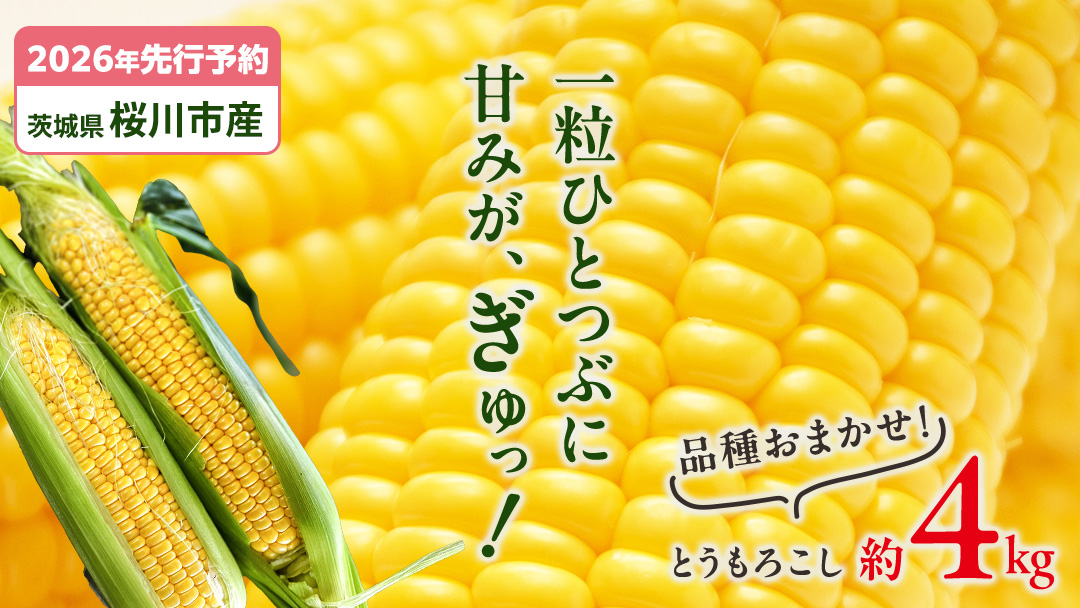 【2026年先行予約】桜川市産 とうもろこし 品種おまかせ 約4kg おおもの ゴールドラッシュ おひさまコーン  [FJ001sa]