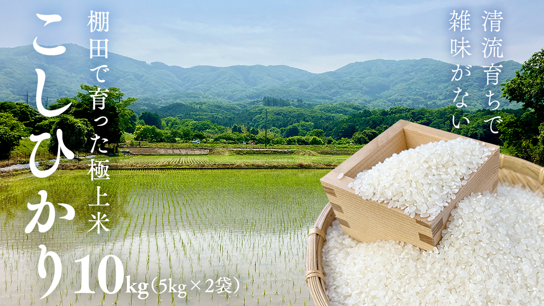 《 令和7年産 先行予約 》棚田で育った極上米 こしひかり 10kg ( 5kg × 2袋 ) 米 お米 白米 コメ ごはん 精米 コシヒカリ 国産 銘柄米 [SC062sa]