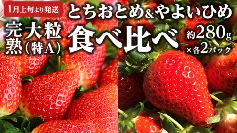 【 2025年1月上旬発送開始 】完熟！ やよいひめ 約280g×2P・とちおとめ 約280g×2P 食べ比べ 国産 いちご イチゴ 苺 果物 フルーツ 茨城県産 KEK [BC008sa]