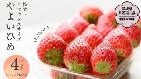 【 2026年 先行予約 】 やよいひめ (4パック)　特大・デラックスサイズ（茨城県共通返礼品／常陸太田市） 2026年1月上旬発送開始 大粒 フルーツ 苺 イチゴ いちご 新鮮 朝採れ 茨城県 桧山FRUITFARM [DY014sa]