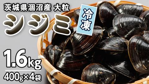 茨城県 涸沼産 大粒 冷凍 シジミ 1.6kg（400g×4袋） ヤマトシジミ しじみ 大粒 冷凍 味噌汁 スープ 魚貝類 貝 オルニチン コハク酸 小分け [EL001sa]