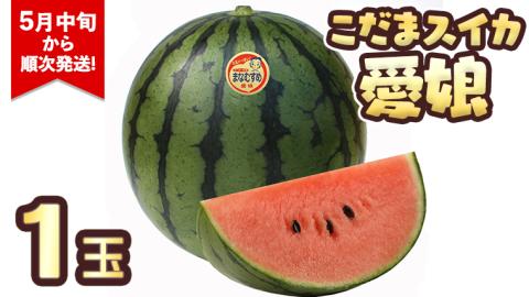 こだまスイカ　愛娘（１玉） 【2026年5月中旬より発送開始】 際まで甘いこだまスイカ　すいか スイカ 西瓜 甘い [BC031sa]