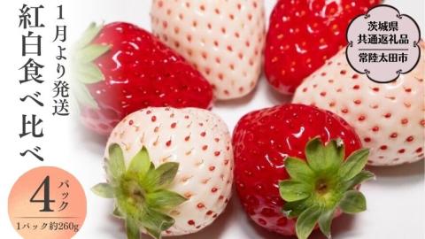 【 2026年 先行予約 】紅白 食べ比べセット いちご（ 4パック × 1箱 ) （茨城県共通返礼品／常陸太田市） 2026年1月上旬発送開始 フルーツ 苺 イチゴ いちご 新鮮 朝採れ 茨城県 桧山FRUITFARM [DY018sa]