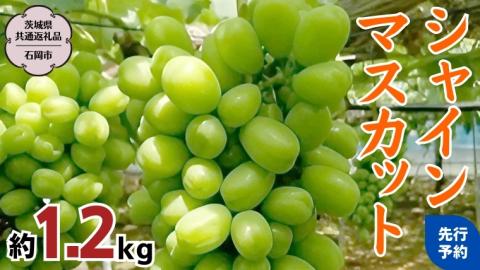 【2024年 先行予約】 シャインマスカット 約 1.2kg （ 茨城県共通返礼品 石岡市 ） 2024年9月上旬発送開始 マスカット フルーツ 果物 [DC013sa]