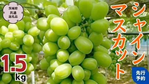 【2025年9月上旬から発送開始 】 シャインマスカット 1.5kg ( 茨城県共通返礼品 石岡市 ) 自宅用 マスカット フルーツ 果物 [DC009sa]