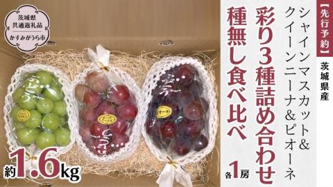 《 種なし 》 シャインマスカット ・ クイーンニーナ ・ ピオーネ 約 1.6kg 各1房 (茨城県共通返礼品 かすみがうら市) 久保田果樹園 産地直送 フルーツ 甘い 直送 茨城 限定 ギフト ぶどう シャインマスカット クイーンニーナ ピオーネ 食べ比べ 詰め合わせ 果物 3種 [DH012sa]