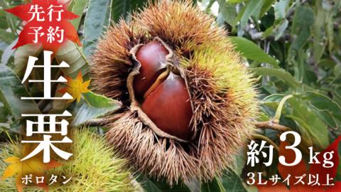 【先行予約】 ポロタン 生栗 3Lサイズ 以上 約3kg （2025年9月中旬発送開始） ぽろたん 茨城県産 産地直送 久保田果樹園 茨城 栗 くり 季節 秋 旬 直送 [DH018sa]