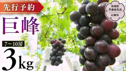【  2025年8月下旬発送開始 】  巨峰 約3kg  (茨城県共通返礼品 石岡市） 開田ぶどう園 産地直送 フルーツ 甘い 直送 茨城 限定 ぶどう 巨峰 果物 [DO003sa]