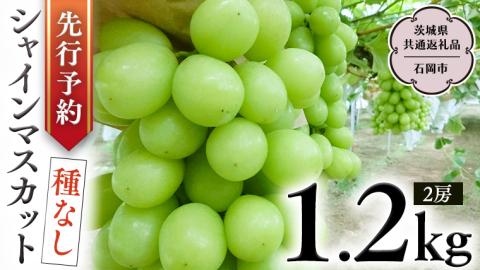 【 2025年9月上旬発送開始 】 シャインマスカット 約1.2kg (茨城県共通返礼品 石岡市） 開田ぶどう園 産地直送 フルーツ 甘い 直送 茨城 限定 ギフト ぶどう シャインマスカット 果物 [DO004sa]