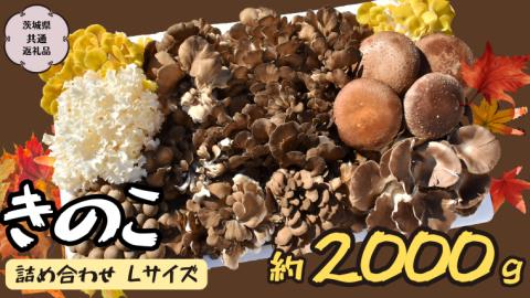 きのこ の 詰め合わせ Lサイズ 約2000g【茨城県共通返礼品 城里町】 キノコ 舞茸 あわび茸 たもぎ茸 しいたけ 花びら茸 [CX003sa]