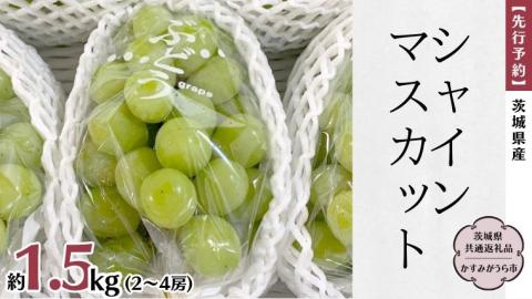 [先行予約] 茨城県産 シャインマスカット 約1.5kg(2〜4房) (茨城県共通返礼品 かすみがうら市) (2024年9月中旬発送開始) 久保田果樹園 [DH009sa]