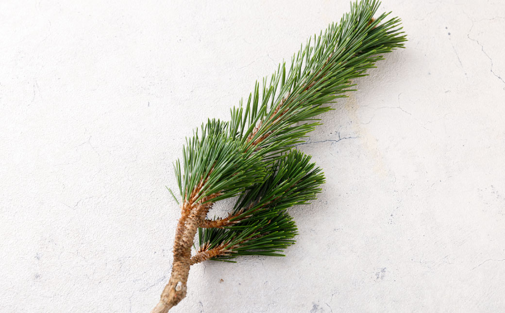 【2025年10月上旬～2026年3月下旬迄発送予定】寿松 1本 松 5年物 ハウス栽培 お正月 お祝い 引き出物 御中元 プレゼント