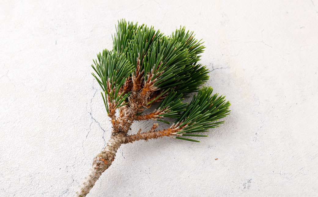 【2025年10月上旬～2026年3月下旬迄発送予定】白寿松 1本 寿松 松 5年物 ハウス栽培 お正月 お祝い 引き出物 御中元 プレゼント