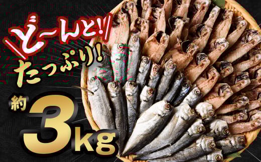 【訳あり規格外】 業務用 あじ 干物 どーんと！ 3kg アジ 鯵 魚