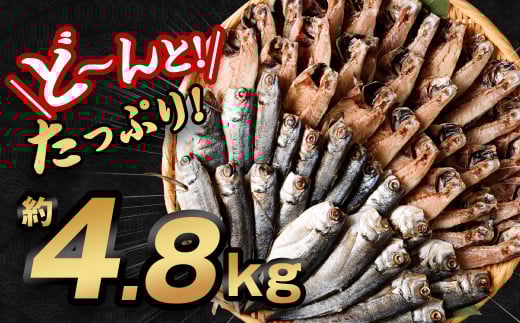 【訳あり規格外】 業務用 あじ 干物 どーんと！ 4.8kg アジ 鯵 魚