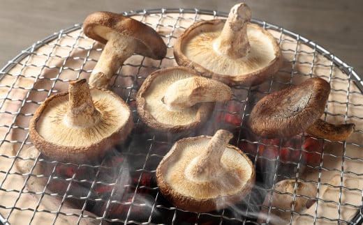 神栖市しいたけ「風のふく太郎」 約1kg 椎茸 しいたけ キノコ 野菜 肉厚
