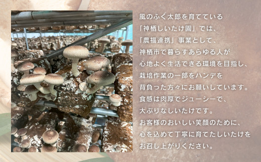 【3ヶ月定期便】神栖市しいたけ「風のふく太郎」 約1kg 椎茸 しいたけ キノコ 野菜 肉厚
