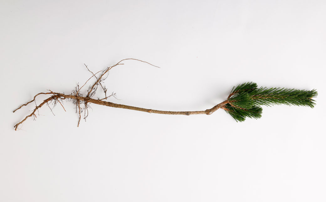 【2025年10月上旬～2026年3月下旬迄発送予定】寿松 1本 松 5年物 ハウス栽培 お正月 お祝い 引き出物 御中元 プレゼント