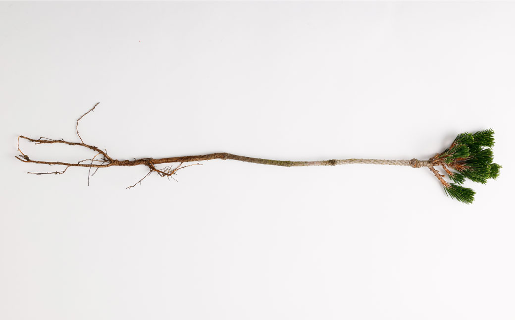 【2025年10月上旬～2026年3月下旬迄発送予定】白寿松 1本 寿松 松 5年物 ハウス栽培 お正月 お祝い 引き出物 御中元 プレゼント