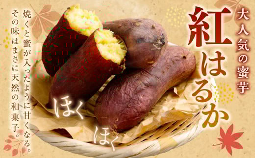 “熟成” 茨城県産 神栖市産 さつまいも 【 紅はるか 】 約10kg 芋 いも サツマイモ 野菜 やさい 国産