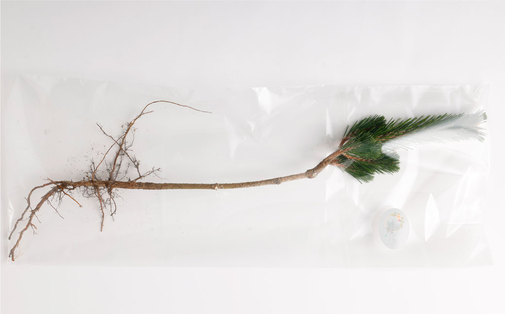 【2025年10月上旬～2026年3月下旬迄発送予定】寿松 1本 松 5年物 ハウス栽培 お正月 お祝い 引き出物 御中元 プレゼント