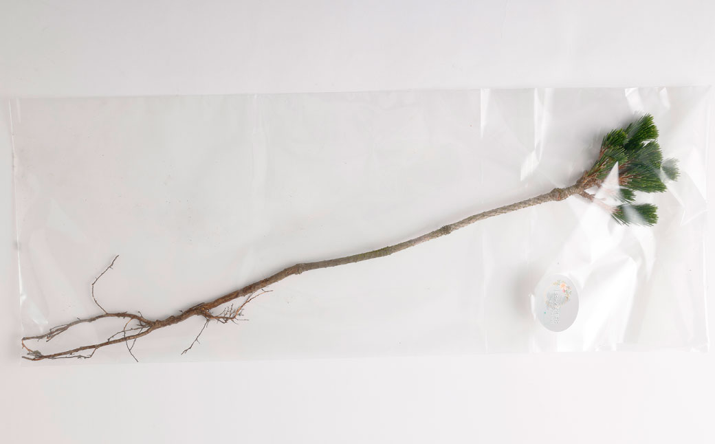 【2025年10月上旬～2026年3月下旬迄発送予定】白寿松 1本 寿松 松 5年物 ハウス栽培 お正月 お祝い 引き出物 御中元 プレゼント