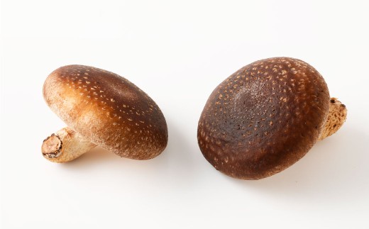 かむらのシイタケ富富 約700g 【2026年1月下旬まで発送予定】 椎茸 しいたけ シイタケ きのこ キノコ 冷蔵 国産