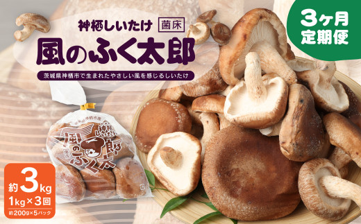 【3ヶ月定期便】神栖市しいたけ「風のふく太郎」 約1kg 椎茸 しいたけ キノコ 野菜 肉厚